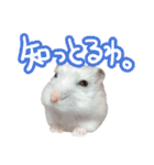 もぐ太スタンプ（個別スタンプ：34）