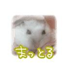 もぐ太スタンプ（個別スタンプ：37）