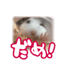 もぐ太スタンプ（個別スタンプ：38）