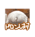 もぐ太スタンプ（個別スタンプ：39）