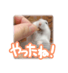 もぐ太スタンプ（個別スタンプ：40）