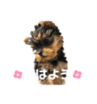 Chloeちゃんスタンプ₍ᐢ- ̫-ᐢ₎♡（個別スタンプ：1）