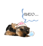 Chloeちゃんスタンプ₍ᐢ- ̫-ᐢ₎♡（個別スタンプ：6）