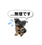 Chloeちゃんスタンプ₍ᐢ- ̫-ᐢ₎♡（個別スタンプ：7）