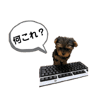 Chloeちゃんスタンプ₍ᐢ- ̫-ᐢ₎♡（個別スタンプ：8）