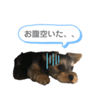 Chloeちゃんスタンプ₍ᐢ- ̫-ᐢ₎♡（個別スタンプ：9）