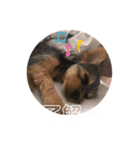 Chloeちゃんスタンプ₍ᐢ- ̫-ᐢ₎♡（個別スタンプ：12）