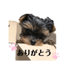 Chloeちゃんスタンプ₍ᐢ- ̫-ᐢ₎♡（個別スタンプ：13）