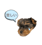 Chloeちゃんスタンプ₍ᐢ- ̫-ᐢ₎♡（個別スタンプ：14）