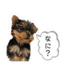 Chloeちゃんスタンプ₍ᐢ- ̫-ᐢ₎♡（個別スタンプ：15）