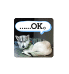 犬猫の気持ちスタンプ（個別スタンプ：3）