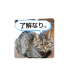 犬猫の気持ちスタンプ（個別スタンプ：5）