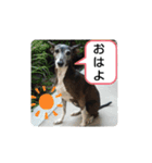 犬猫の気持ちスタンプ（個別スタンプ：10）