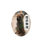 犬猫の気持ちスタンプ（個別スタンプ：11）
