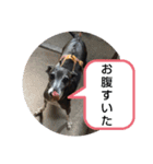 犬猫の気持ちスタンプ（個別スタンプ：12）