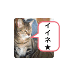 犬猫の気持ちスタンプ（個別スタンプ：13）