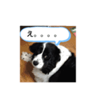 犬猫の気持ちスタンプ（個別スタンプ：14）