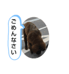 犬猫の気持ちスタンプ（個別スタンプ：17）
