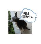 犬猫の気持ちスタンプ（個別スタンプ：18）