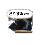 犬猫の気持ちスタンプ（個別スタンプ：19）