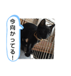 犬猫の気持ちスタンプ（個別スタンプ：20）