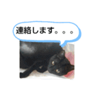 犬猫の気持ちスタンプ（個別スタンプ：21）