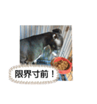 犬猫の気持ちスタンプ（個別スタンプ：23）