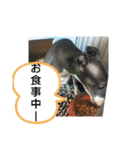 犬猫の気持ちスタンプ（個別スタンプ：24）