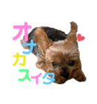 ヨーキーみるく（個別スタンプ：4）