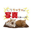 しろちゃちゃ（個別スタンプ：1）