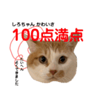 しろちゃちゃ（個別スタンプ：7）