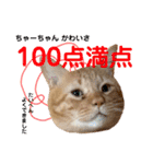 しろちゃちゃ（個別スタンプ：8）