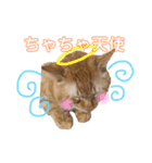 しろちゃちゃ（個別スタンプ：10）