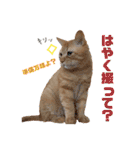 しろちゃちゃ（個別スタンプ：13）