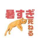 しろちゃちゃ（個別スタンプ：15）