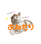 しろちゃちゃ（個別スタンプ：16）
