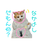 しろちゃちゃ（個別スタンプ：18）