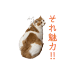 しろちゃちゃ（個別スタンプ：20）