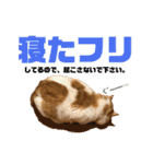 しろちゃちゃ（個別スタンプ：23）