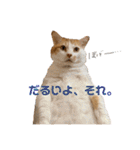 しろちゃちゃ（個別スタンプ：24）