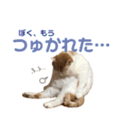 しろちゃちゃ（個別スタンプ：25）