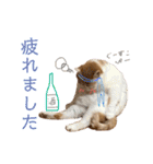 しろちゃちゃ（個別スタンプ：26）