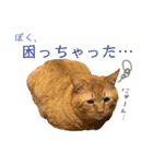 しろちゃちゃ（個別スタンプ：30）