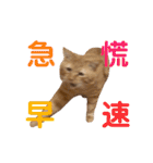 しろちゃちゃ（個別スタンプ：34）