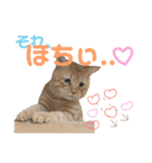 しろちゃちゃ（個別スタンプ：37）