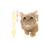 しろちゃちゃ（個別スタンプ：38）