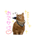 しろちゃちゃ（個別スタンプ：39）