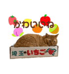 しろちゃちゃ（個別スタンプ：40）
