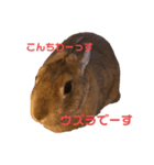 くろまつとみんちゃん（個別スタンプ：7）