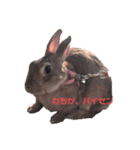くろまつとみんちゃん（個別スタンプ：8）
